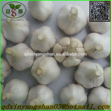 Chinese White Garlic Price Professional Exporter In China