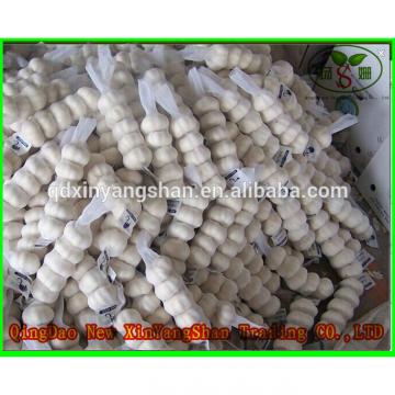 Professional Chinese Garlic Supplier Health Benifits Fresh White Garlic