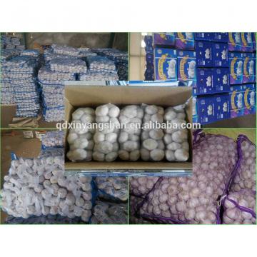 Professional Chinese Garlic Supplier Health Benifits Fresh White Garlic