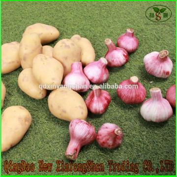 Shandong Garlic Wholesale Export Price 2016