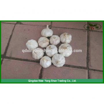 (HOT) Fresh white GARLIC/GARLIC SIZE: More Than 5CM