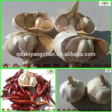 (HOT) Shandong Purple Garlic Product Exporte to Dubai 10kg/Carton