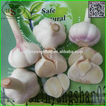 Chinese White Garlic Price Professional Exporter In China