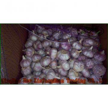 Garlic Production Peeled Garlic Wholesale Price