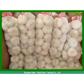 Chinese White Garlic Price Professional Exporter In China