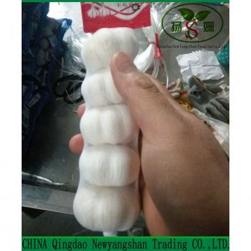 Fresh Chinese Garlic Wholesale Price