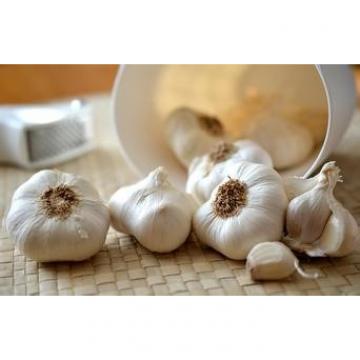 2016 normal white fresh garlic with good price