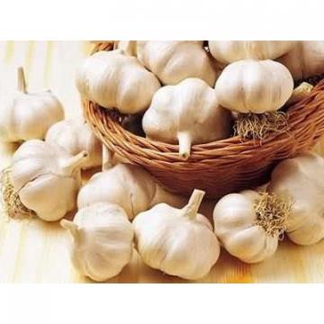 2016 normal white fresh garlic with good price