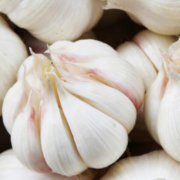 2016 fresh 5.5 natural white garlic