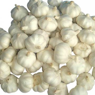 Professional supply healthy new crop white garlic with high quality