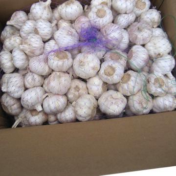 Professional supply healthy new crop white garlic with high quality