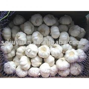 Fresh Pure White Garlic