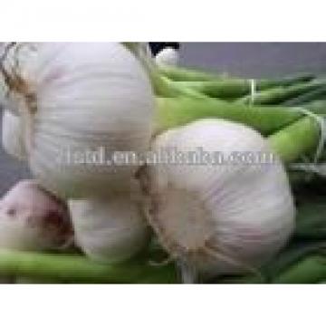 Jinxiang Garlic