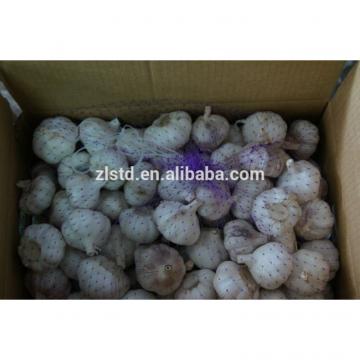 Jinxiang Garlic