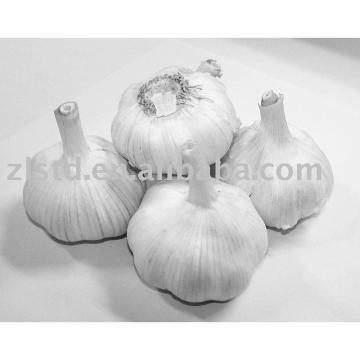 Jinxiang Garlic