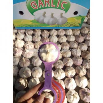 Supply China Garlic New Season 2017 Crop - cheap price