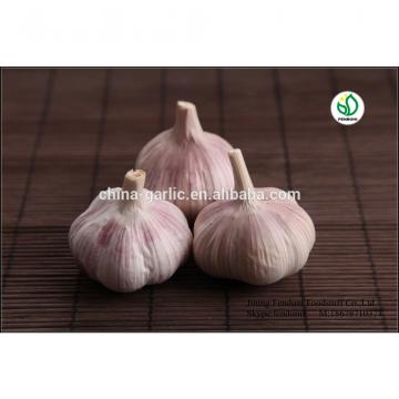 Fresh Ajo En Caja Price From China