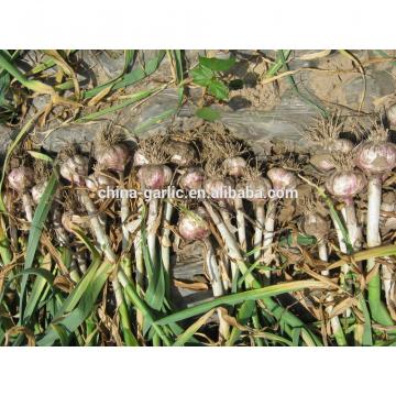 2017 Natural garlic 50mm with high quality and best price