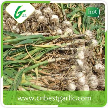 High quality nromal white natural garlic