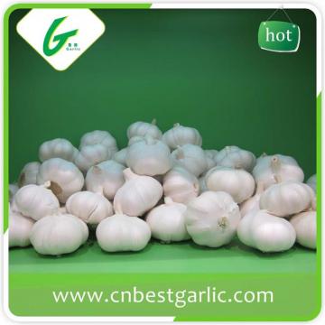 China fresh white garlic for wholesales with cheap price