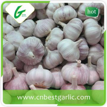 High quality nromal white natural garlic