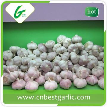 China fresh white garlic for wholesales with cheap price