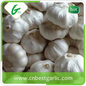 High quality nromal white natural garlic