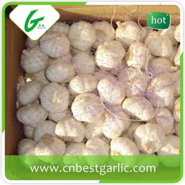 5.5cm white fresh chinese cheap garlic price