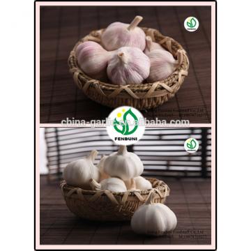 2017 new crop China cheap garlic for wholesale