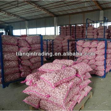 2012 Jinxiang fresh garlic price