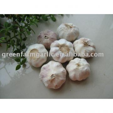 2012 snow white garlic