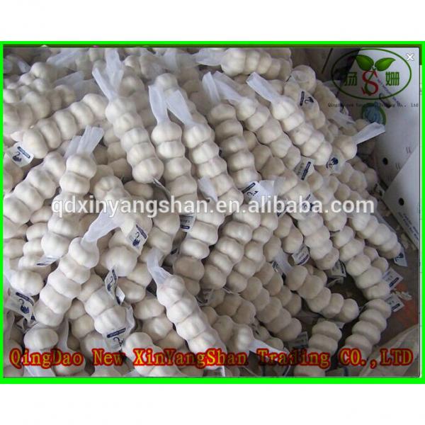 Chinese White Garlic Price Professional Exporter In China