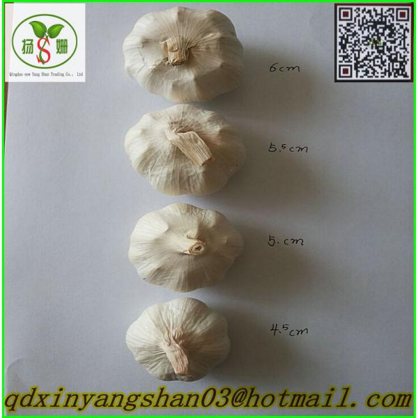 Professional Chinese Garlic Supplier Health Benifits Fresh White Garlic