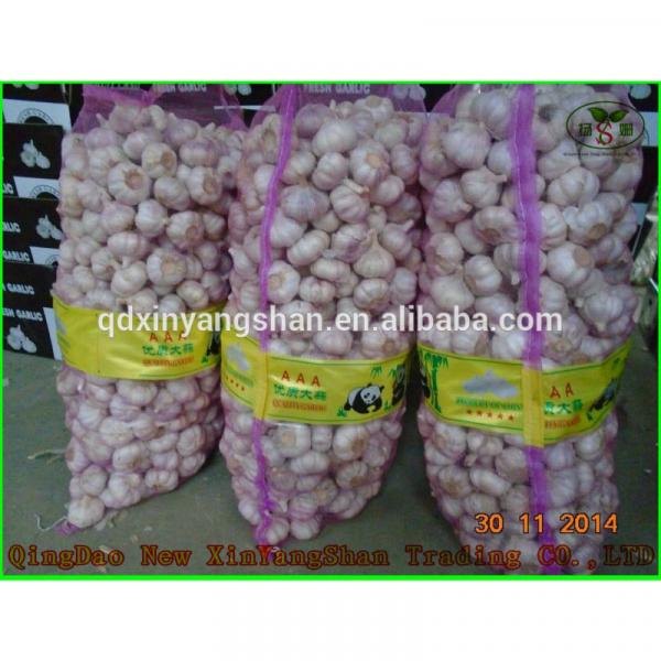 (HOT) Fresh white GARLIC/GARLIC SIZE: More Than 5CM