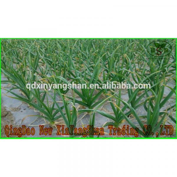 (HOT) Fresh white GARLIC/GARLIC SIZE: More Than 5CM