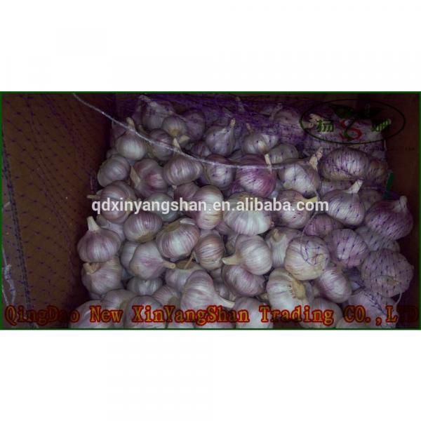 (HOT) Shandong Purple Garlic Product Exporte to Dubai 10kg/Carton