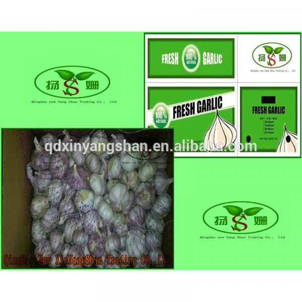 (HOT) Wholesale fresh purple garlic exporters in China