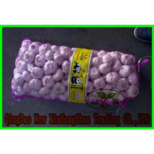 Professional Chinese Garlic Supplier Health Benifits Fresh White Garlic