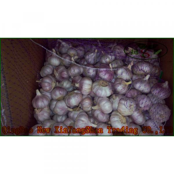 Garlic Production Peeled Garlic Wholesale Price