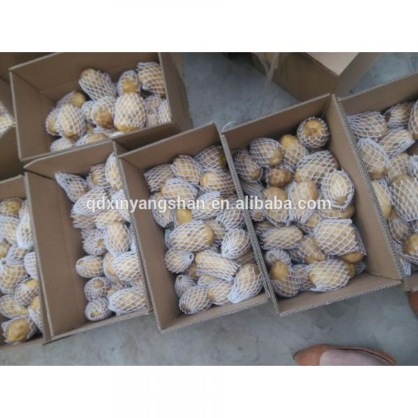 Fresh Chinese Garlic Wholesale Price