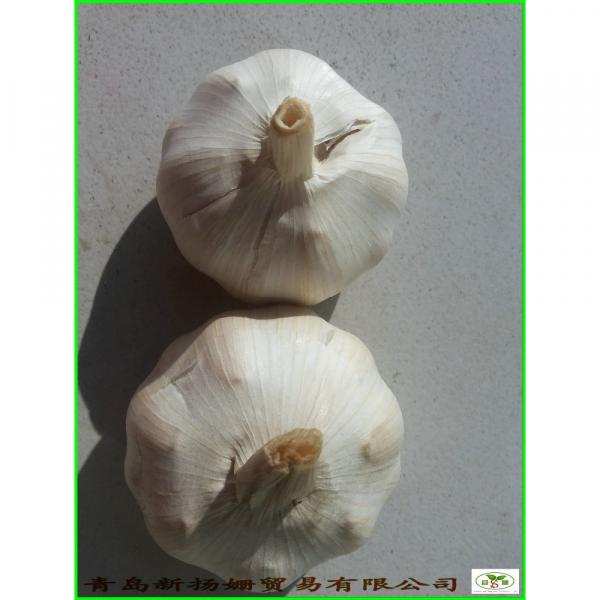 Garlic Wholesale Price Per Ton normal/Pure/peeled White Garlic