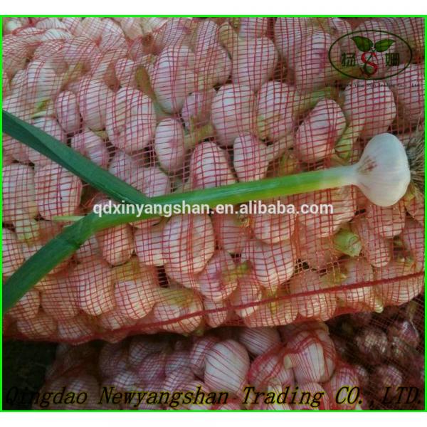 Shandong Garlic Wholesale Export Price 2016