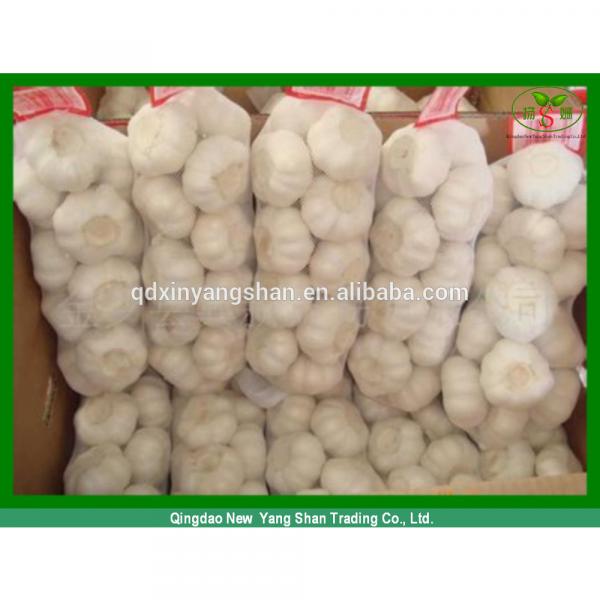 Shandong Garlic Wholesale Export Price 2016