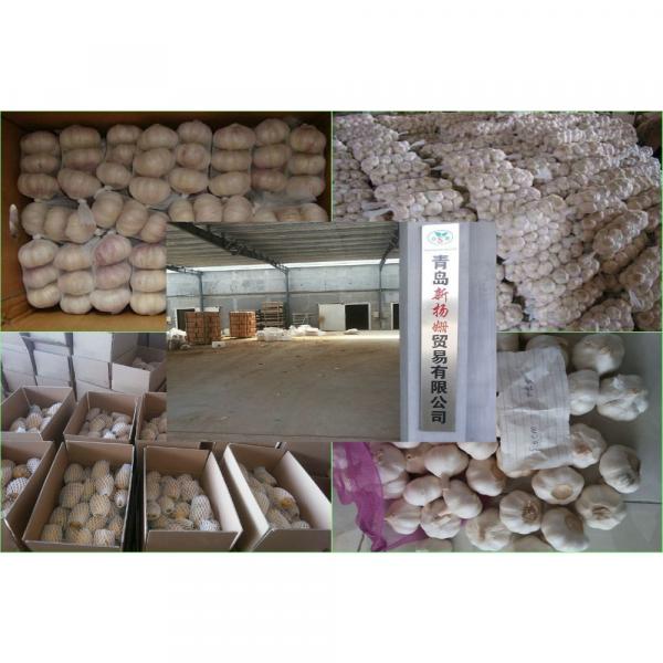 Fresh Chinese Garlic Wholesale Price