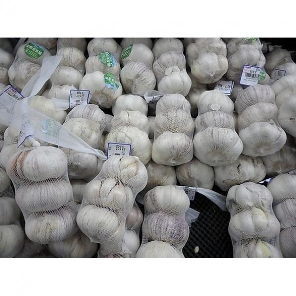 2016 normal white fresh garlic with good price