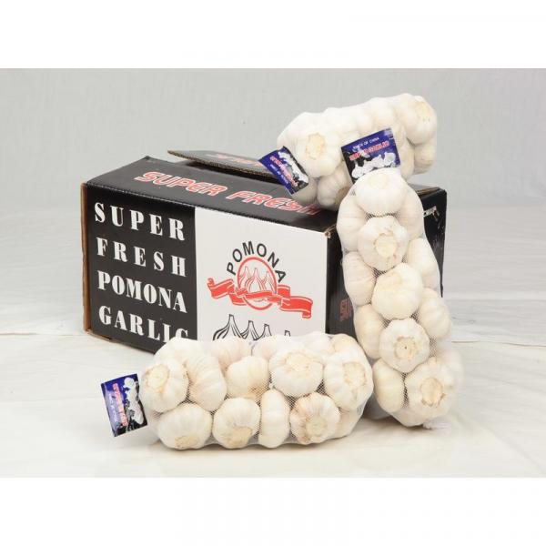 2016 normal white fresh garlic with good price