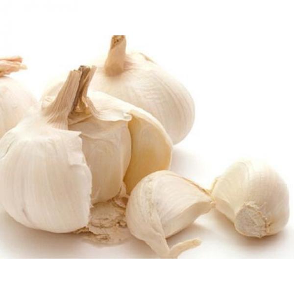 2016 fresh 5.5 natural white garlic