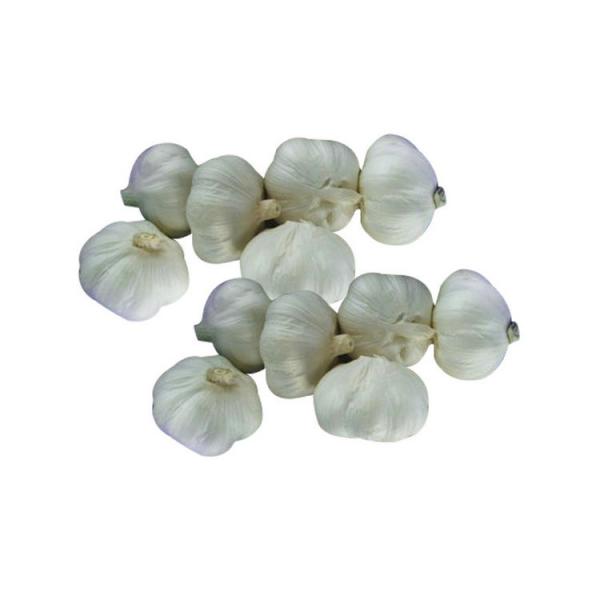 New product purity natural garlic in brine supplier with competitive price