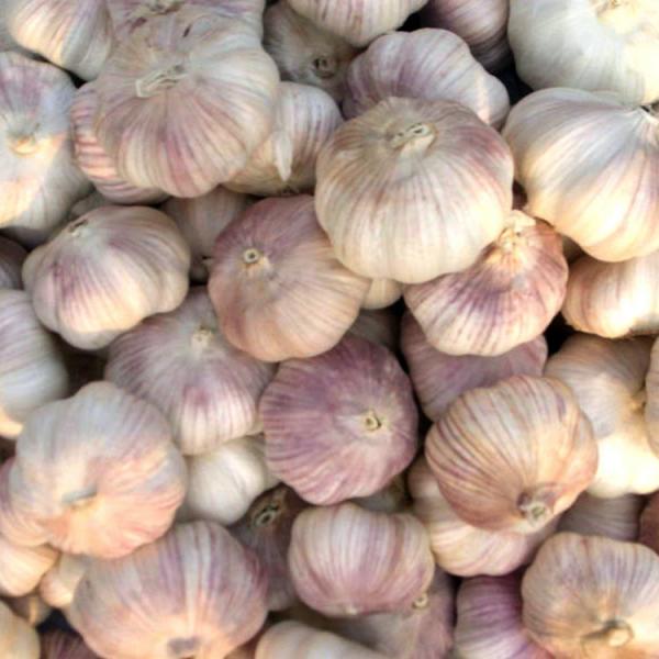 New product purity natural garlic in brine supplier with competitive price