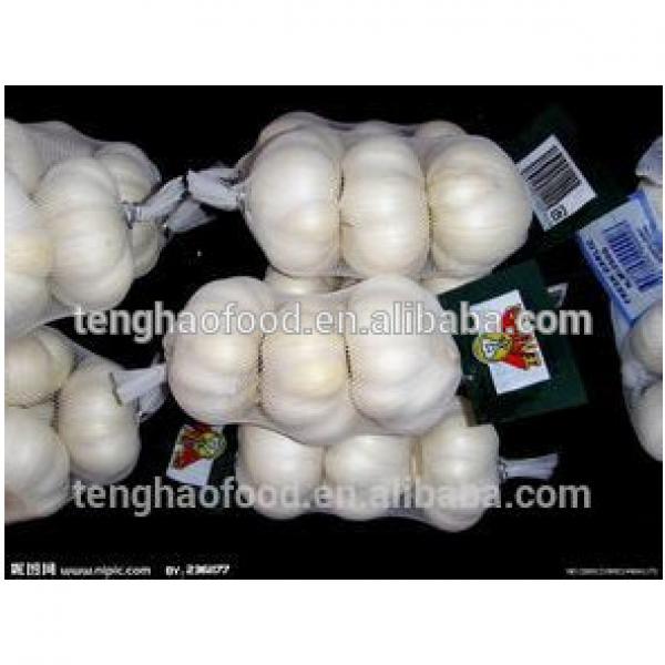 Best price and quality 2016 new crop of fresh Chinese garlic